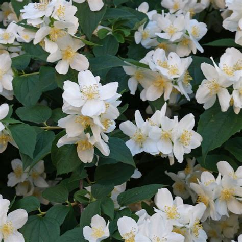 Чубушник Венечный купить в Москве в интернет-магазине Семена цветов