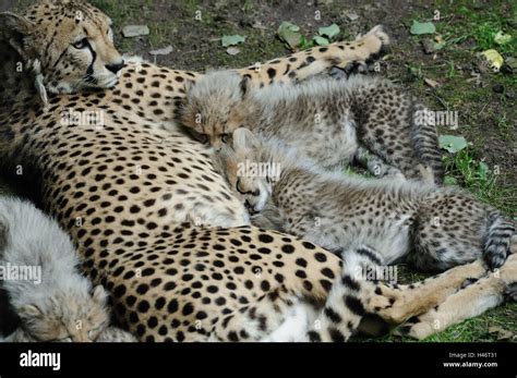 Baby Cheetahs Laying Down
