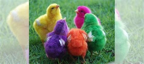 Комбикорм цыпленок старт с первых дней жизни,10 кг купить в ...