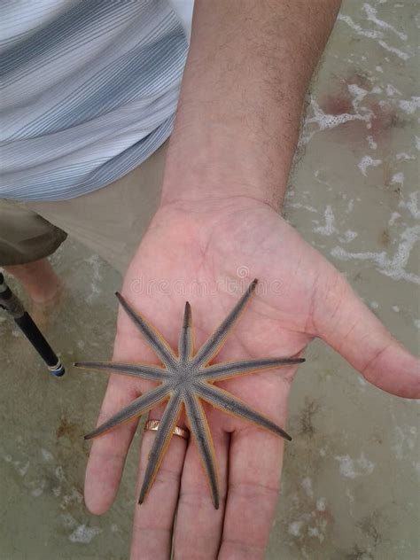 Nine Arm Starfish On Beach Stock Image Image Of Coast 3902847