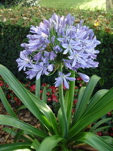 Agapanthus | Garden Housecalls