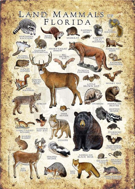 Land Mammals of Florida Poster Print