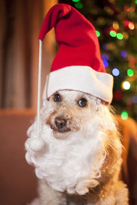 Cute Dog In Santa Suit Stock Photo Image Of Cute Adorable 22450064