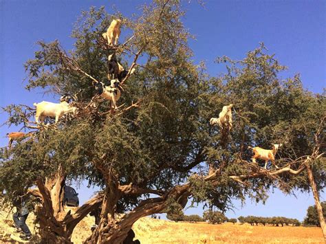 Argan Oil, Morocco | Les Voyageurs