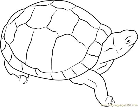 Box Turtle Coloring Page At Free Printable Colorings