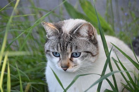 Free Pussy Cat Photos Pixabay