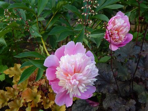 Пион Сорбет (Paeonia Sorbet): описание, посадка, уход и выращивание