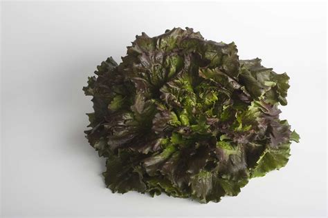 Spicy Lettuce Varieties