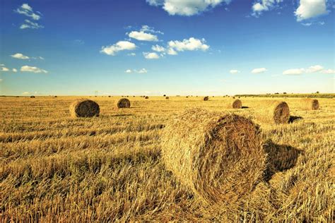 What’s influencing land rental rates? - Grainews