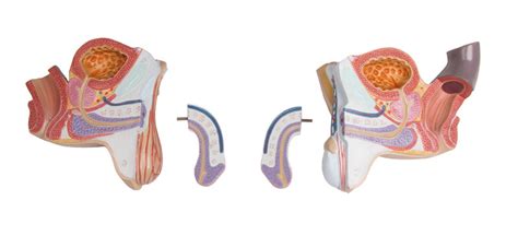 Torso With Open Back Part Dual Sex Australian Physiotherapy