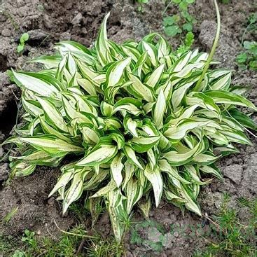 Хоста Teeny Weeny Bikini купити за доступною ціною в інтернет магазині Posadka