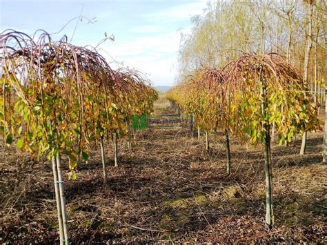 Goat Willow French Pussy Willow Pendula Salix Caprea Pendula Salicaceae Sms Marmara Group