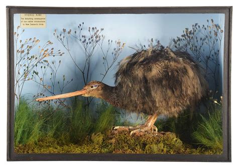 lot  taxidermy  recreation   hybrid