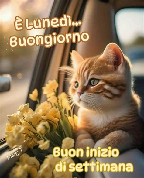 Pin By Margy On Buongiorno Good Morning Cat Morning Cat