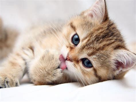 Cat Wallpapers Wallpaper Cave