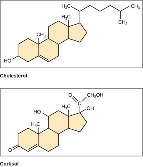 Phospholipids Molecular Structure