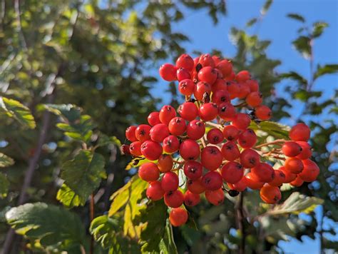 Hedlundia in a spin – Botanics Stories