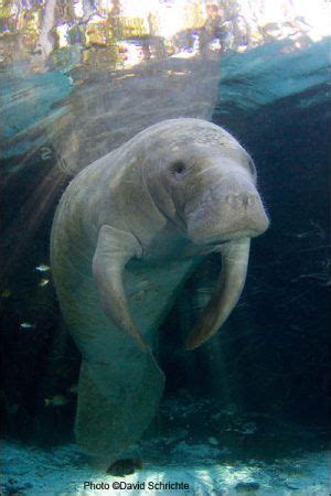 Learn about West Indian manatees: their habitat and range, behavior