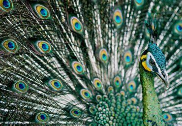 Burmese Proud Of Their Peacock