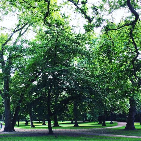 Premium Photo Trees In Park