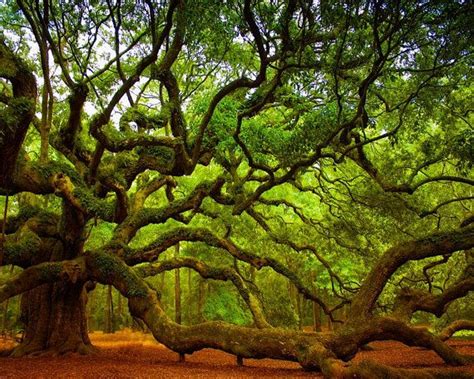 Tree Wall Art Print Charleston SC South Carolina Angel Oak Etsy