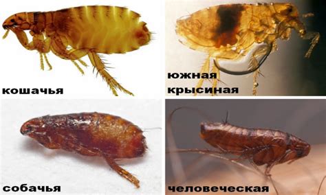 Виды блох - Марафет
