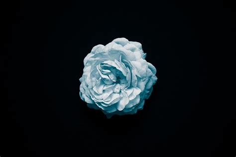Blue Carnation Flowers