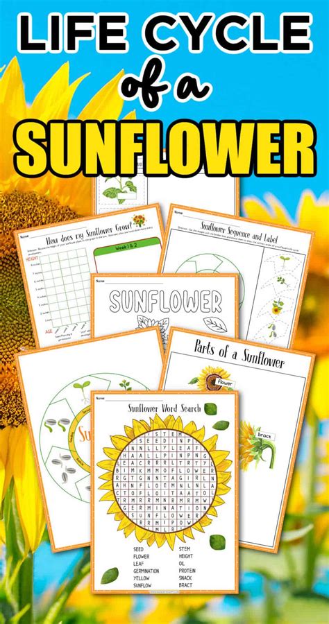 Free Printable Sunflower Life Cycle For Kids