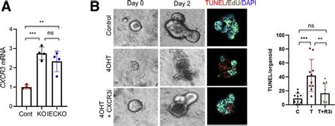 Blockade Of Cxcr Inhibits Epithelial Cell Apoptosis A Cxcr Mrna