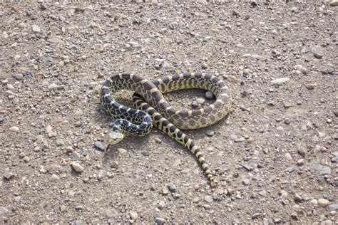 Bull Snake (Pituophis catenifer sayi) - Jewel Cave National Monument (U ...