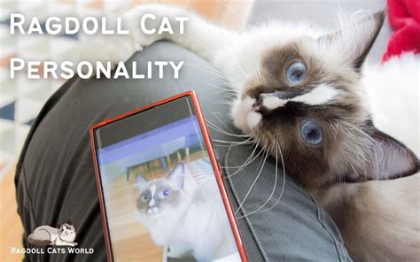 Ragdoll Cat Personality: What Makes a Ragdoll Cat So Special?