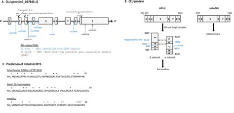 clusterin  multifaceted protein   brain pmc