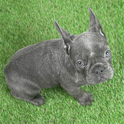 lilac french bulldog/french bulldog puppy