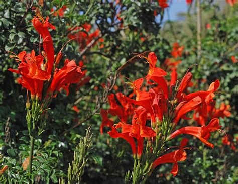 flower gallery bignoniaceae da