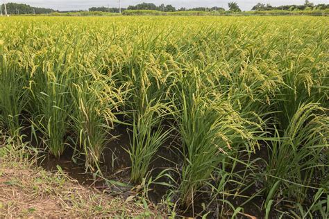 Rice Fields in the Country | RobsBlogs