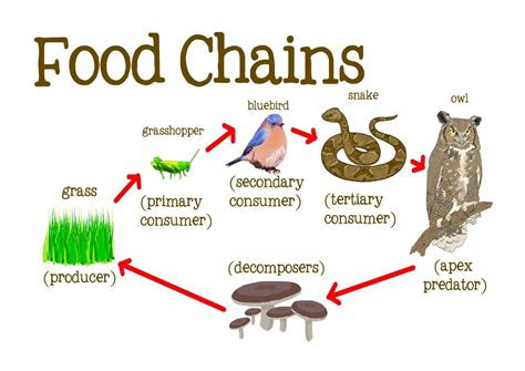 Food Chain Examples For Kids