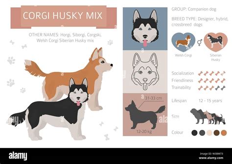 What Is A Corgi Husky Mix