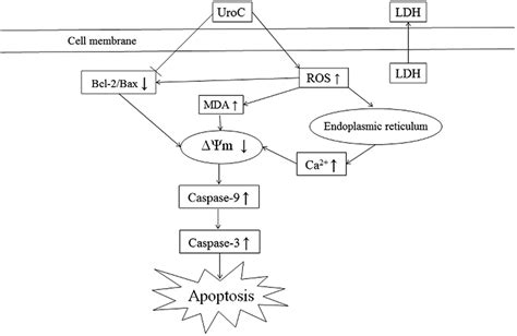 Urolithin C A Gut Metabolite Of Ellagic Acid Induces Apoptosis In