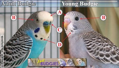 parakeet age google search baby parakeets pet birds parakeet