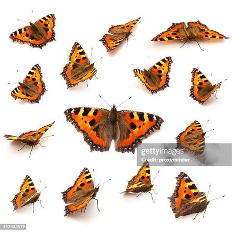 5642 Butterfly Cutouts Stock Photos High Res Pictures And Images