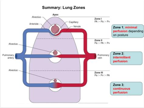 Pulmonary Circulation Flashcards Quizlet