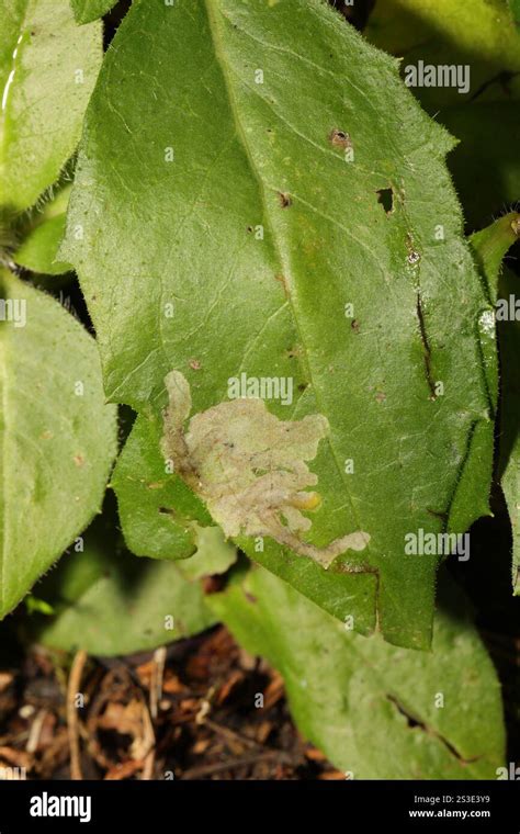Leaf Miner Flies Agromyzidae Stock Photo Alamy