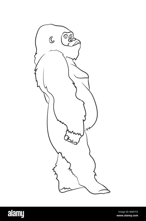 Vector Illustration Eines Gorilla Zeichnen Von Linien Vector Weißer