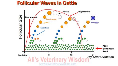 Physiology Of Estrous Cycle In Cows And Buffaloes Ali Veterinary Wisdom