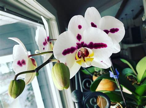 Phalaenopsis Orchid Crown Rot 10 Essential Tips For Treatment And