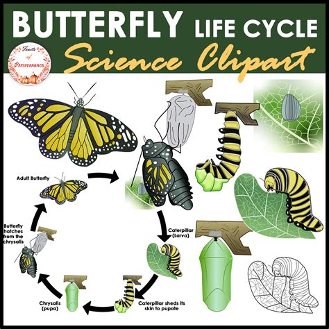 Butterfly Life Cycle Clipart Complete Metamorphosis Clip Art Made