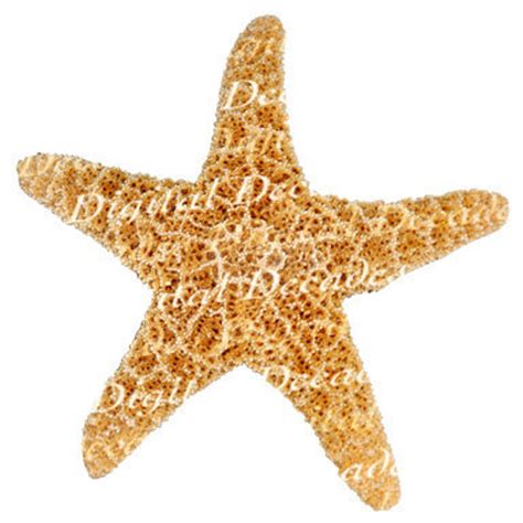 Starfish Shells Beach Sand Sun Sea Creatures Digital Photo Etsy