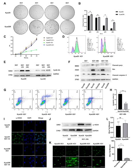 A Circ 0007022 MiR 338 3p Neuropilin 1 Axis Reduces The