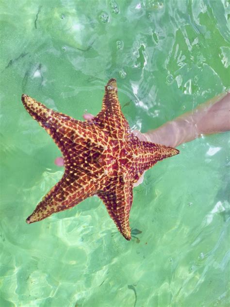 Starfish ⭐️ Starfish Sea Animals Sea Life