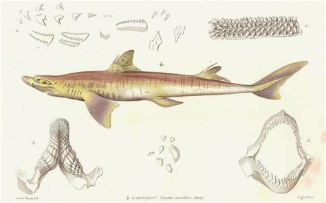 theories  evolution  darwin purposeful universe